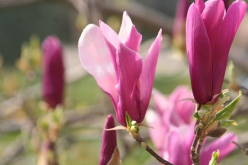 Magnolia Liliiflora Extract.jpg